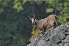 <p>KAMZÍK HORSKÝ (Rupicapra rupicapra) Lužické hory - Studenec, 9/2016 / Chamois / Gämse</p>
